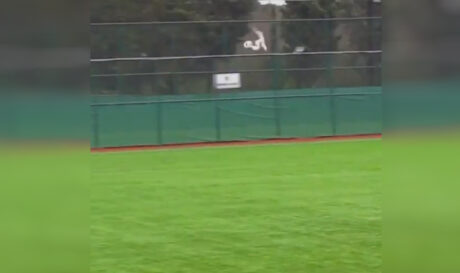 Απίστευτο περιστατικό στην Τουρκία! Τερματοφύλακας πέτυχε… γλάρο με βολέ και συμπαίκτης του τον έσωσε με ΚΑΡΠΑ! (βίντεο)