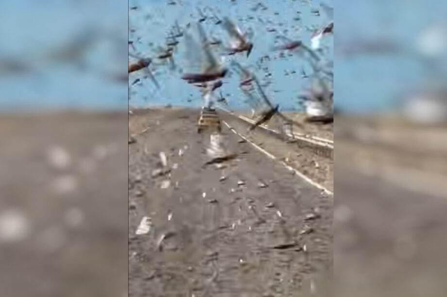 Σαχάρα Ακρίδες