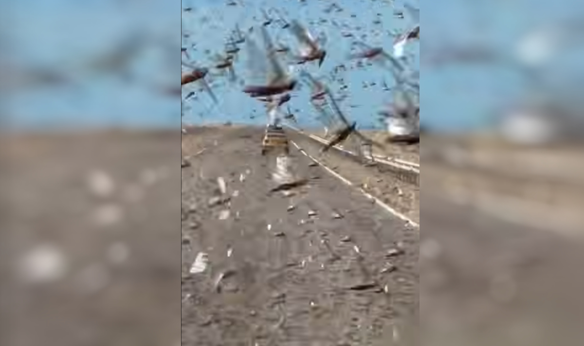 «Πληγή του Φαραώ» στη Σαχάρα με τεράστια σμήνη ακρίδων! (βίντεο)