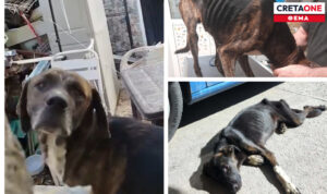 Υπόθεση κακοποίησης ζώων στο Ηράκλειο: Άμεση παρέμβαση της Αστυνομίας με εισαγγελική έρευνα