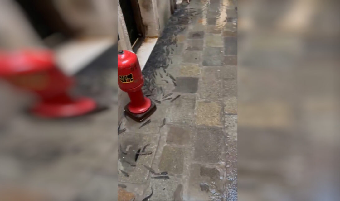 Βενετία Ψάρια