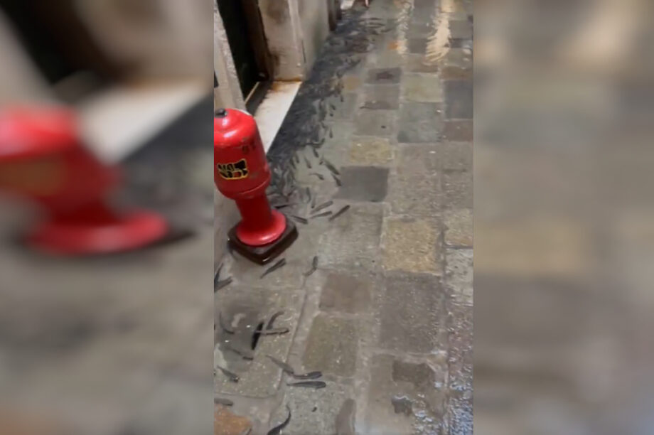 Βενετία Ψάρια