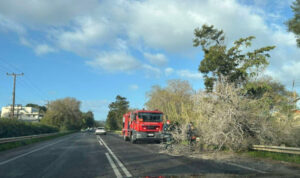 ΒΟΑΚ: Έπεσε δέντρο μες την μέση του δρόμου – Δείτε βίντεο