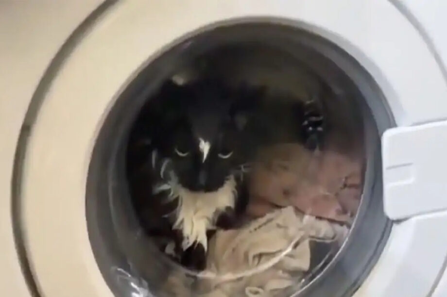 γατα πλυντηριο νεο