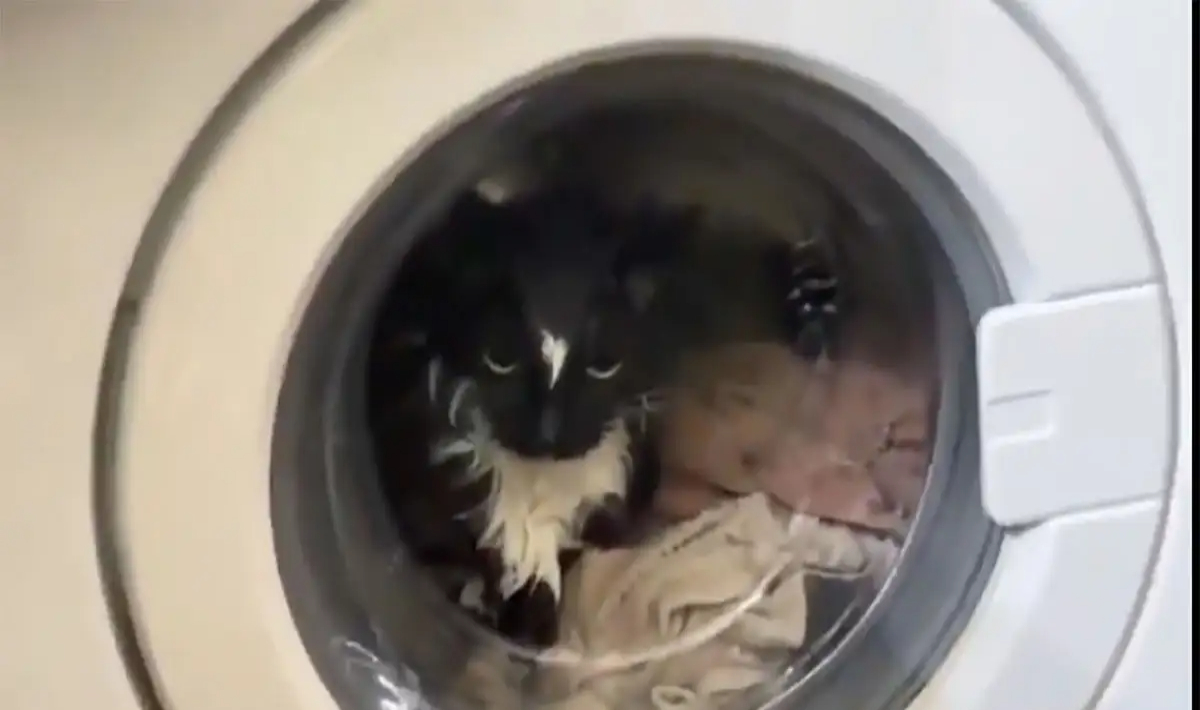 γατα πλυντηριο νεο