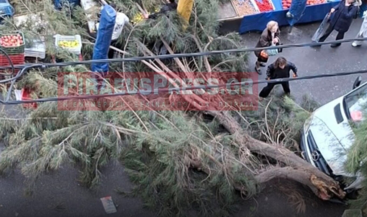 Τεράστιο δέντρο έπεσε σε λαϊκή αγορά του Πειραιά – Δεν υπήρξε τραυματισμός