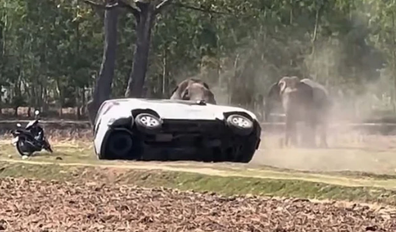 Ελέφαντας συνέθλιψε αυτοκίνητα επειδή τον διέκοψαν την ώρα που έκανε σεξ – Δείτε βίντεο