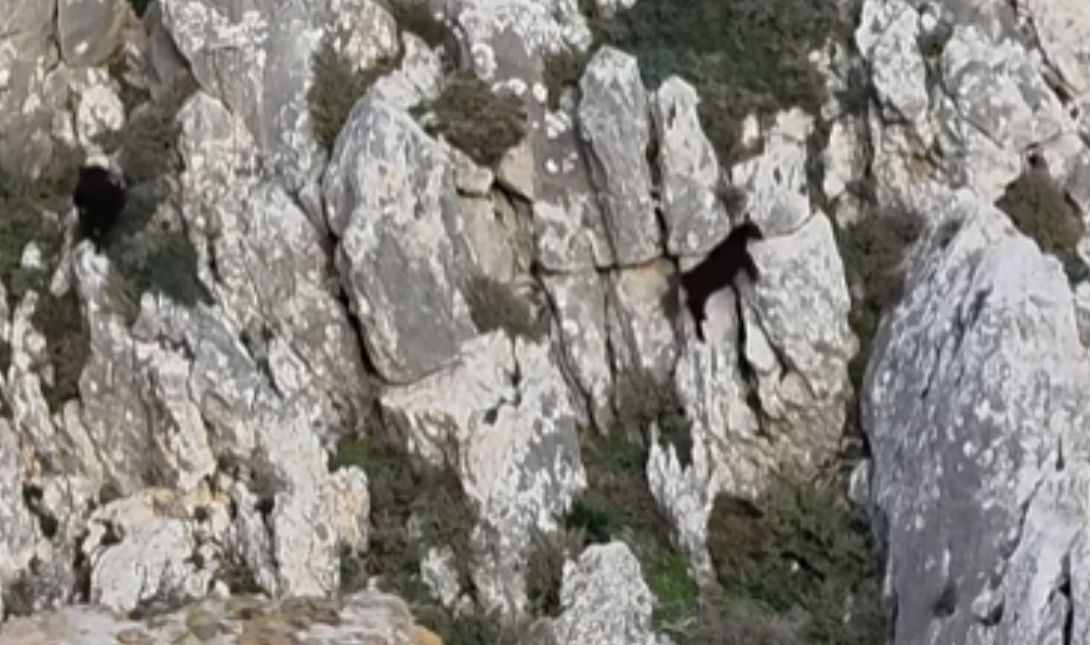 Kρήτη: Εντυπωσιακές εικόνες με κατσίκες που ακροβατούν στο Φαράγγι Αμπά! (βίντεο)