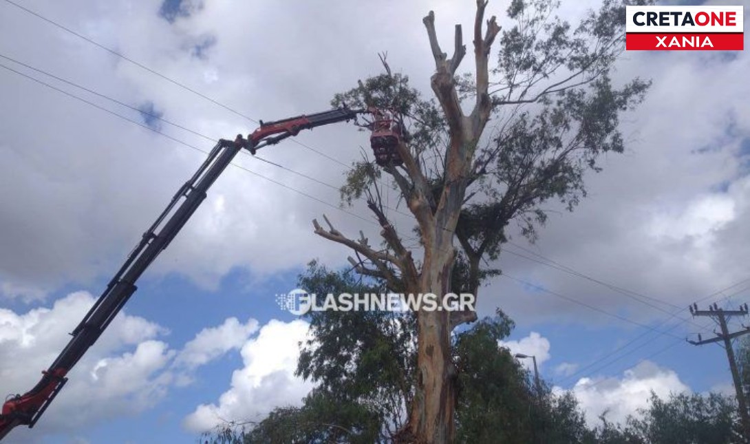 Χανιά: Ξεκινά η απομάκρυνση του επικίνδυνου δέντρου στο πέταλο Ακρωτηρίου