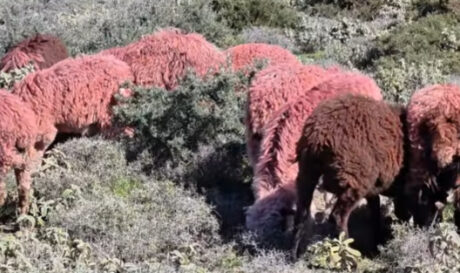 ΚΟΚΚΙΝΑ ΠΡΟΒΑΤΑ