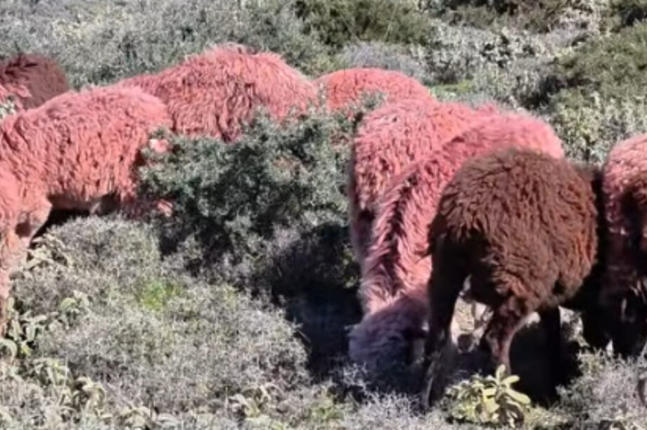 ΚΟΚΚΙΝΑ ΠΡΟΒΑΤΑ