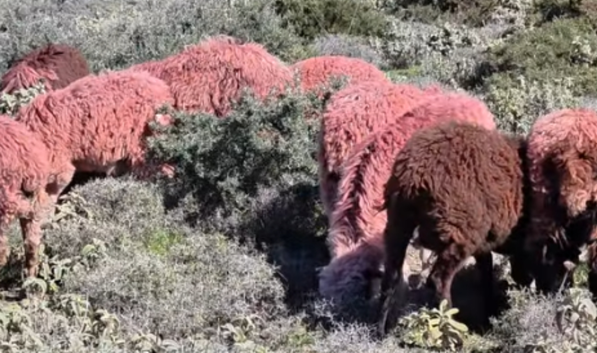 ΚΟΚΚΙΝΑ ΠΡΟΒΑΤΑ