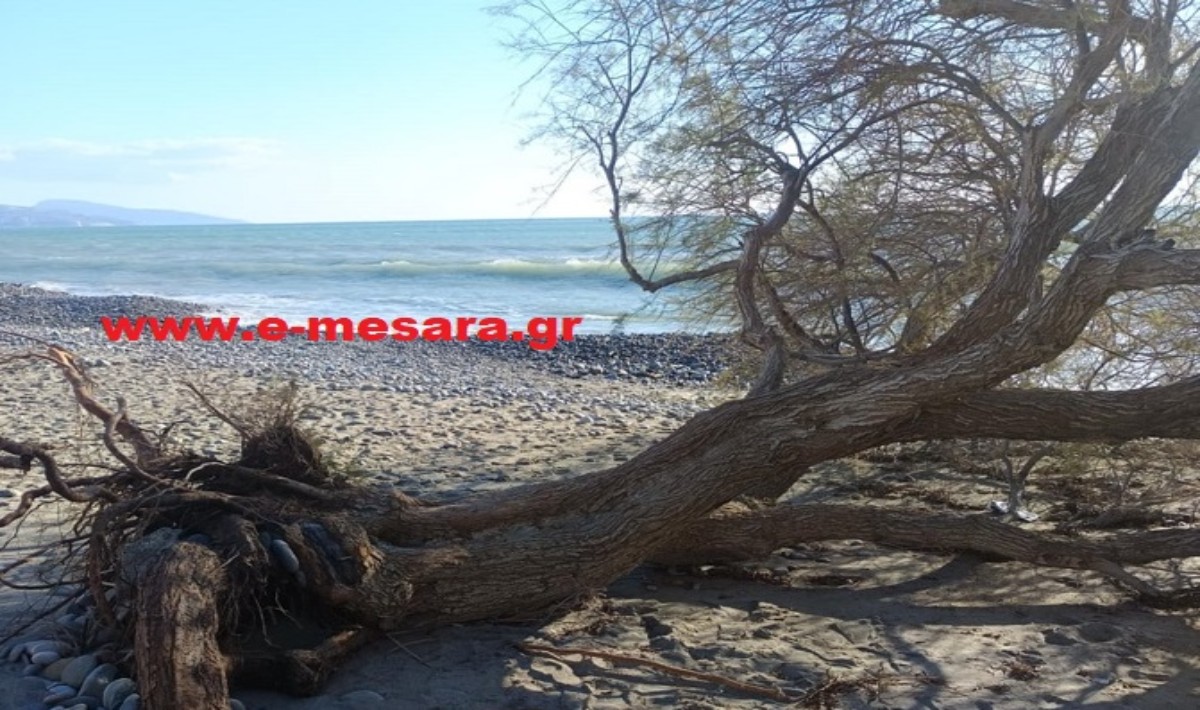 Κόκκινος Πύργος: Η έντονη θαλασσοταραχή ξερίζωσε αλμυρίκια από την παραλία (φωτογραφίες)