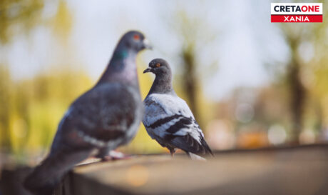 περιστερια Χανια