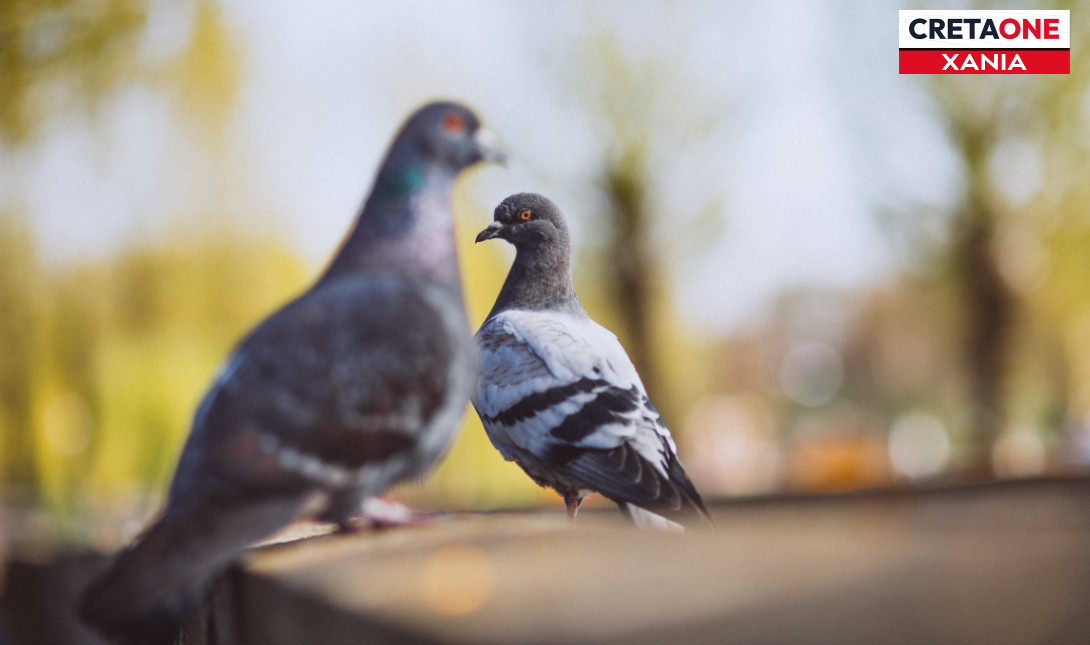 περιστερια Χανια