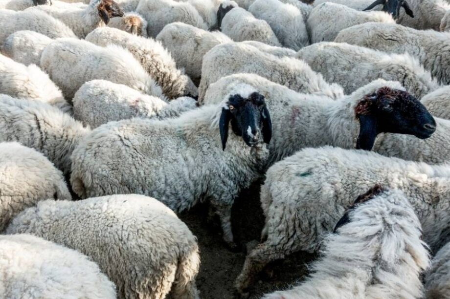 ΠΡΟΒΑΤΑ ΝΕΟ