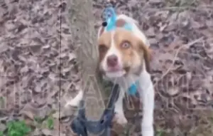 Φρίκη στην Καρδίτσα: Βίασαν θηλυκό κουτάβι – Από τις πιο βαριές περιπτώσεις σεξουαλικής κακοποίησης ζώου στην Ελλάδα