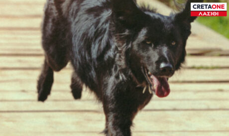 σκυλάκι Λασίθι