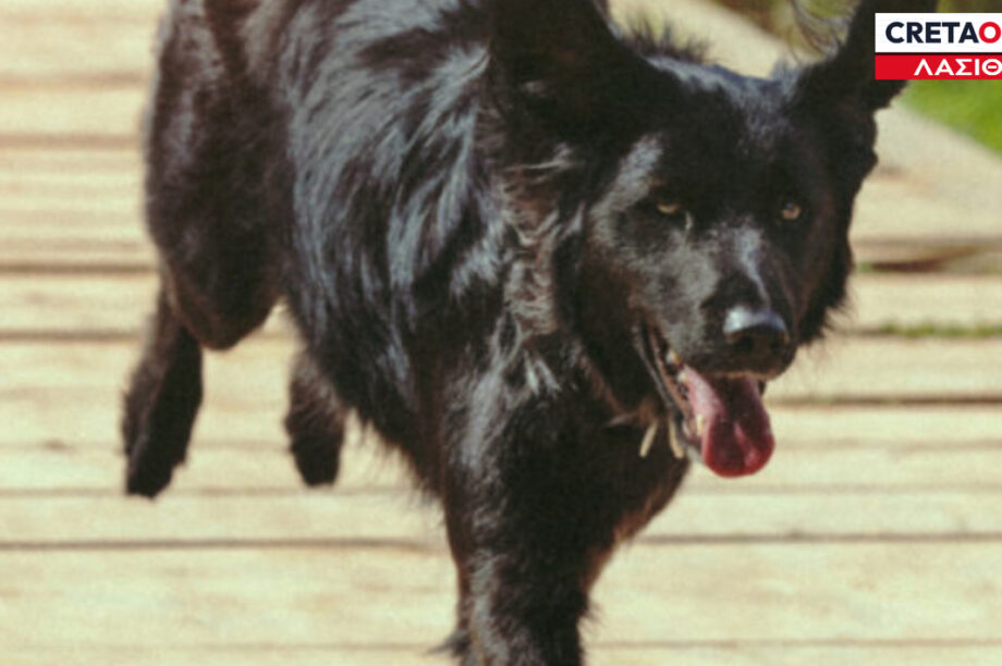 σκυλάκι Λασίθι