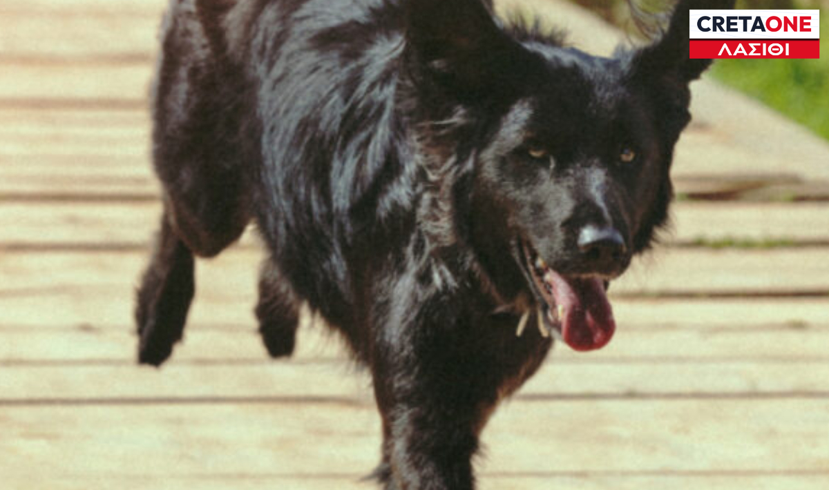 σκυλάκι Λασίθι