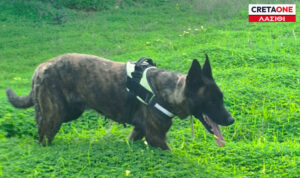 Σοκ στην Κρήτη: Σκύλος πέθανε μετά από δηλητηριασμένο γάλα (φωτο)