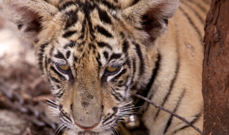 ΤΙΓΡΗΣ ΤΙΓΡΕΙΣ