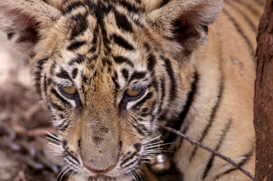 ΤΙΓΡΗΣ ΤΙΓΡΕΙΣ