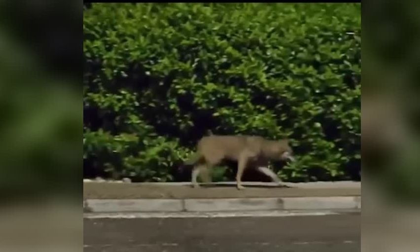 Σοκ στους Θρακομακεδόνες: Λύκος κυκλοφορεί ανενόχλητος πολύ κοντά σε σπίτια (βίντεο)