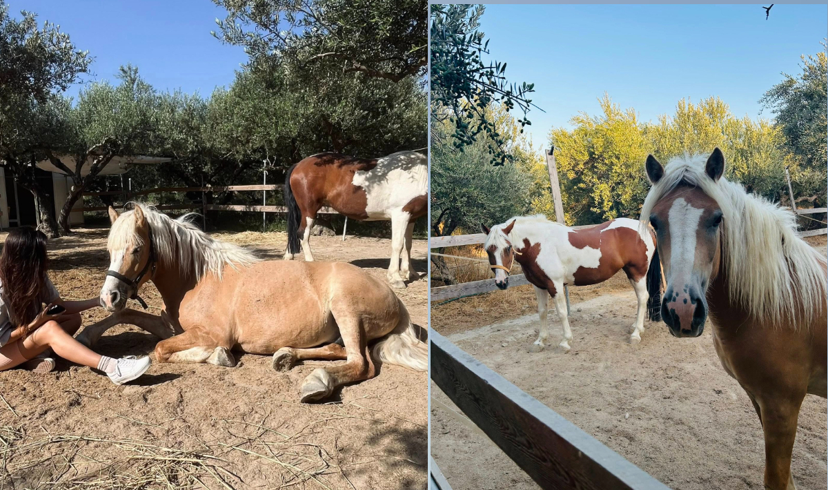 Ηράκλειο: Το Κρητικό άλογο που επιβίωσε χιλιάδες χρόνια εντυπωσίασε στον Άγιο Νικήτα