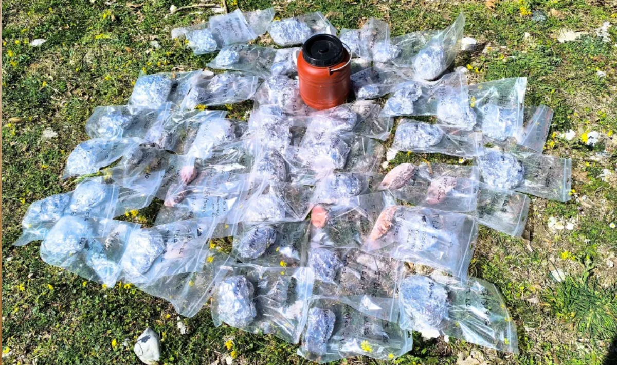 Κτηνωδία στις πλαγιές του Γράμμου: Εντοπίστηκαν νεκρά ζώα και 157 φόλες!