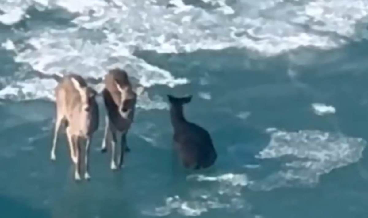 Ελάφια πάνω σε λεπτό κομμάτι πάγου επιπλέουν στον ποταμό Ντιτρόιτ (βίντεο)