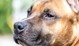 Αγέλη σκύλων επιτέθηκε σε μητέρα και κόρη στη Θεσσαλονίκη