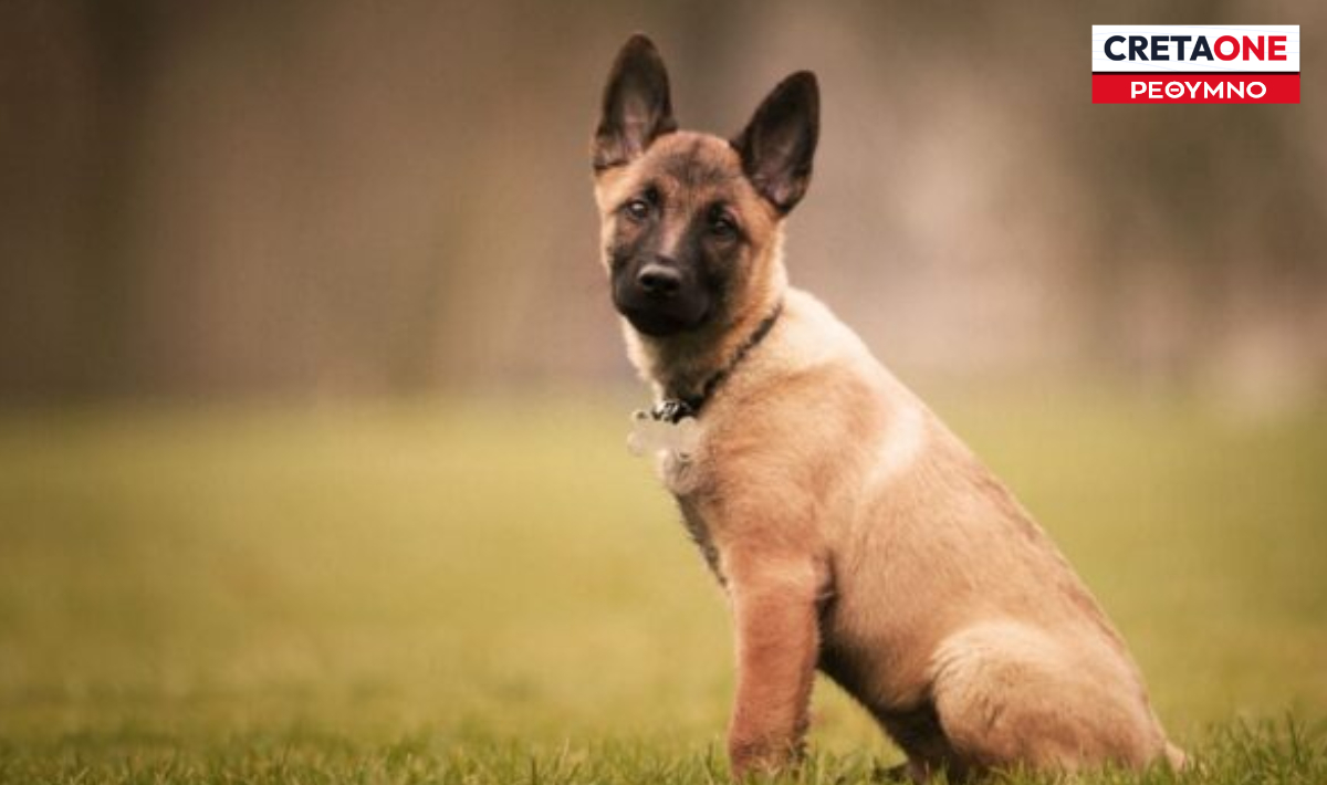 Δήμος Αμαρίου: Με μεγάλη επιτυχία ολοκληρώθηκε η τριήμερη Δράση καταγραφής και στείρωσης δεσποζόμενων ζώων συντροφιάς