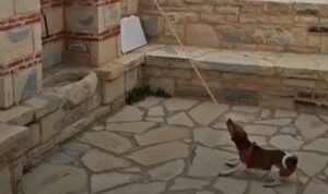 Κρήτη: Σκύλος χτυπά καμπάνα εκκλησίας και γίνεται viral – Δείτε βίντεο