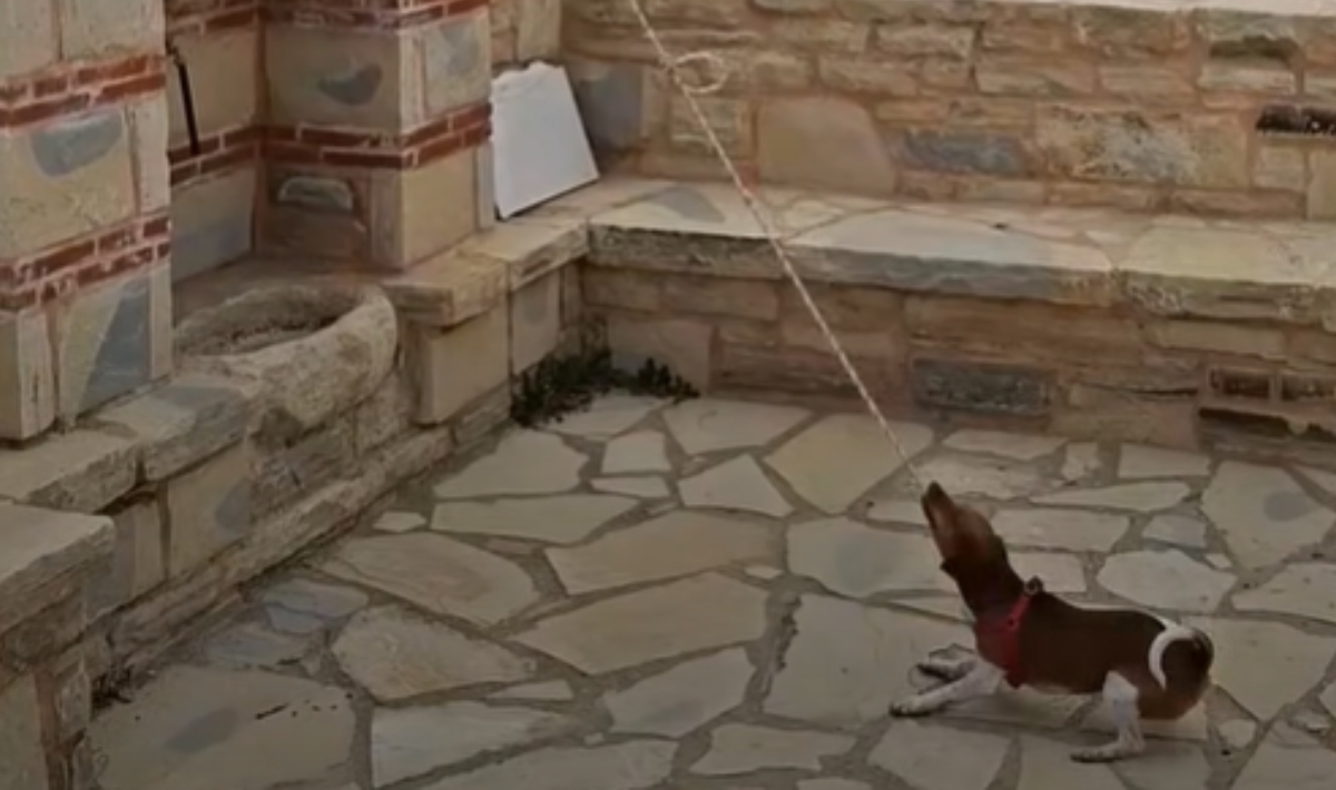 Κρήτη: Σκύλος χτυπά καμπάνα εκκλησίας και γίνεται viral – Δείτε βίντεο