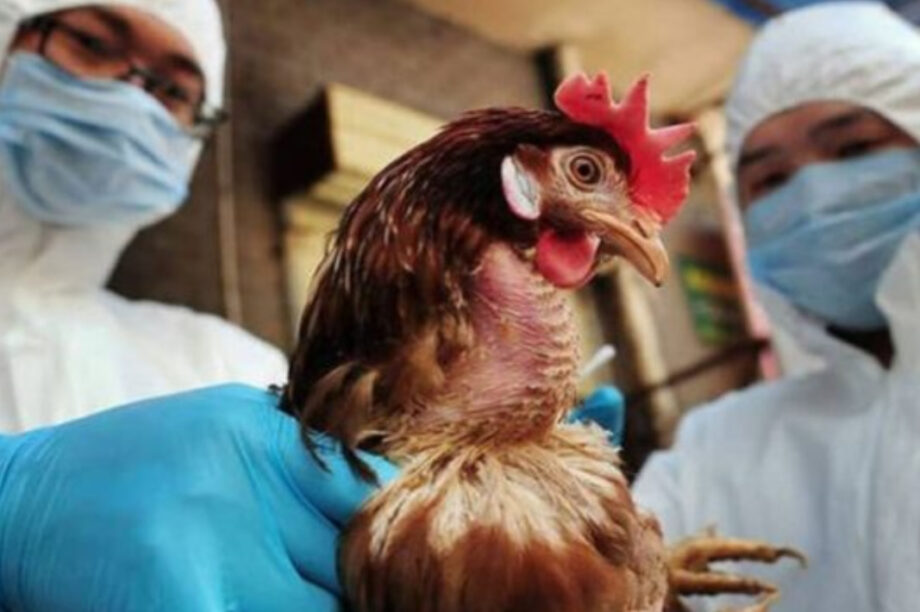 γριπη των πτηνων