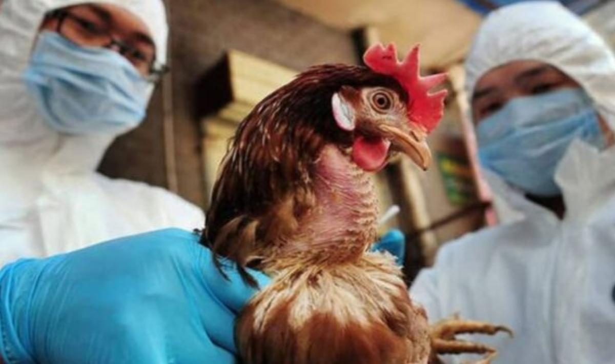 Στην Ιταλία το πρώτο ανθρώπινο κρούσμα γρίπης των πτηνών