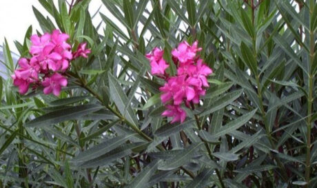 Πικροδάφνη