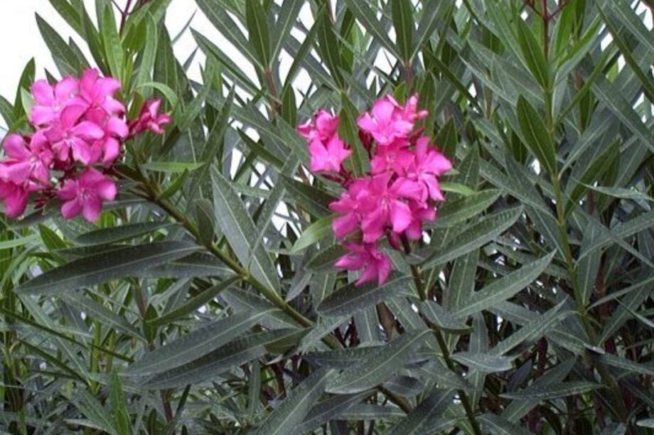 Πικροδάφνη