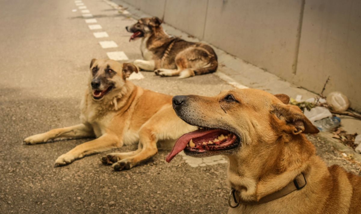 Λιτόχωρο: Επίθεση σκύλων αφήνει γυναίκα στη ΜΕΘ – Στην Αστυνομία ο αντιδήμαρχος (βίντεο)