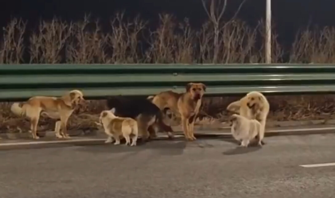 Σκυλιά διένυσαν απόσταση 17 χλμ. για να γυρίσουν στη βάση τους! (βίντεο)