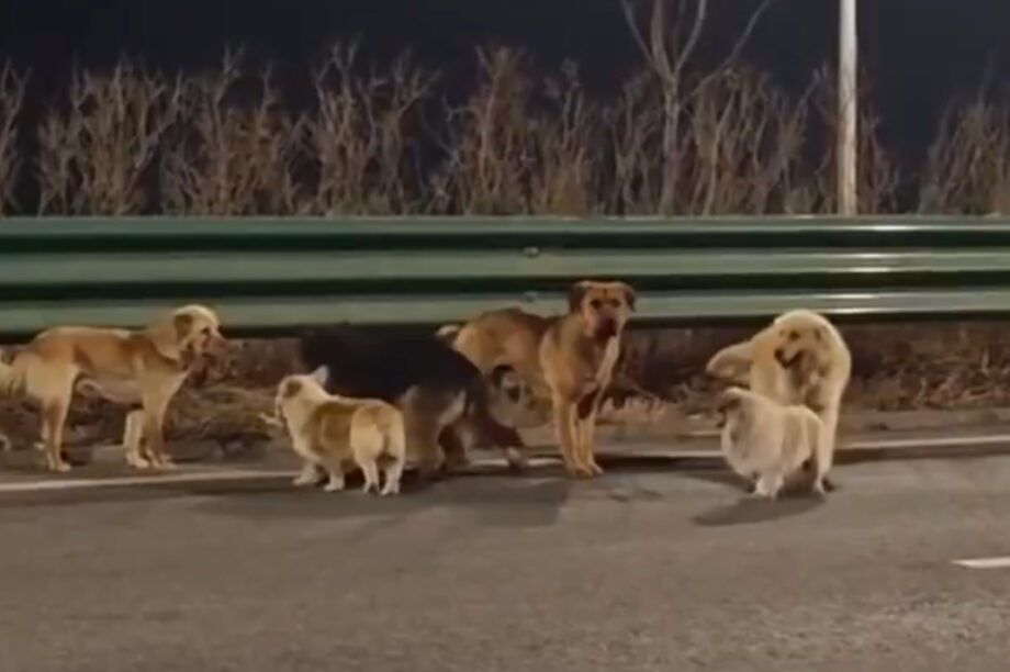 Σκυλιά διένυσαν απόσταση 17 χλμ. για να γυρίσουν στη βάση τους! (βίντεο)