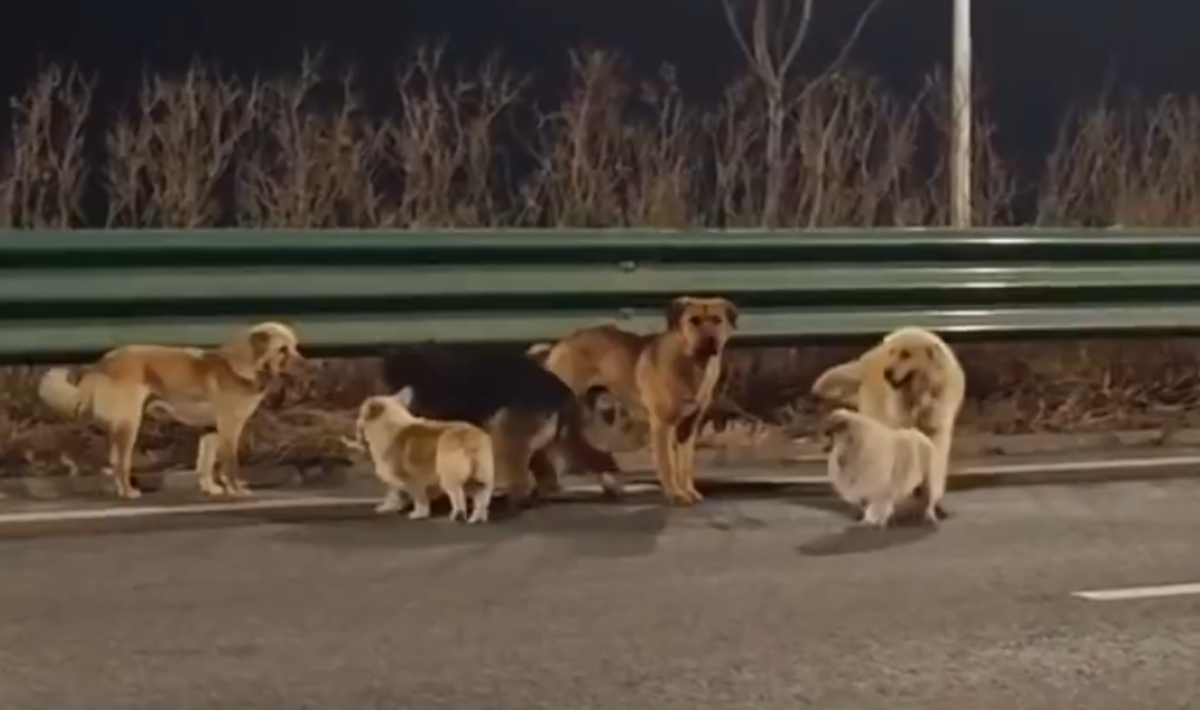 Σκυλιά διένυσαν απόσταση 17 χλμ. για να γυρίσουν στη βάση τους! (βίντεο)