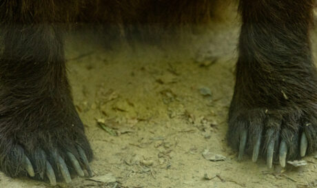 Αρκούδα Πόδια