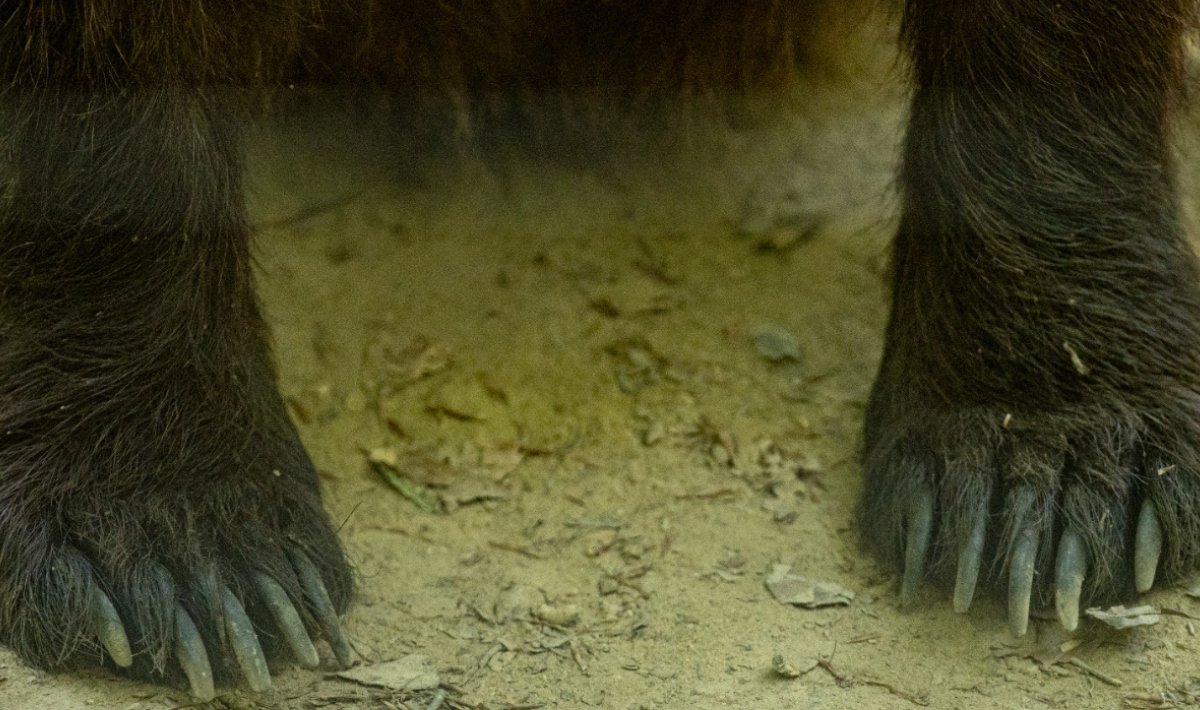 Αρκούδα Πόδια