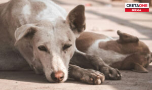 Τι συμβαίνει με τα σκυλιά στην Ιεράπετρα; Ολομέτωπη επίθεση κατά του δήμου για ανεξέλεγκτη κρίση με πάνω από 12.000 τετράποδα!
