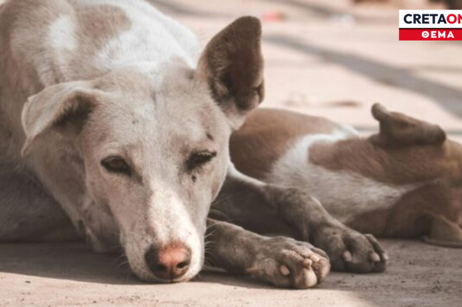 αδέσποτα σκυλιά Ιεράπετρα