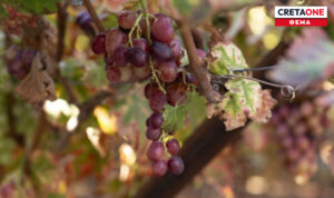 «Έχω αφήσει τόσα στρέμματα γης να ρημάζουν»: Απόγνωση για τις επιδοτήσεις του ΟΠΕΚΕΠΕ που έκαναν «φτερά» και τα κόστη που είναι στα…ύψη!