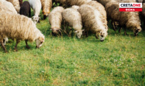 Σε πλήρη εξέλιξη η παρουσία στρατιωτικών κτηνιάτρων στην Κρήτη – «Απαγορεύεται ρητά η εισαγωγή ζώων στο νησί παρά μόνο για σφαγή»