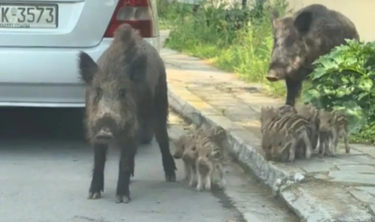 Θρακομακεδόνες: Οικογένεια αγριογούρουνων έκανε τη βόλτα της στον αστικό ιστό (βίντεο)